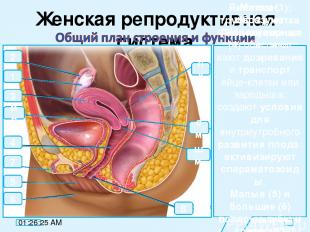 Женская репродуктивная система мп 2 8 см пк 7 5 3 4 1 6 Яичники (1); образуют яй
