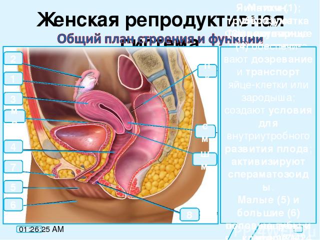 Женская репродуктивная система мп 2 8 см пк 7 5 3 4 1 6 Яичники (1); образуют яйцеклетки и синтезируют гормоны эстроген и прогестерон. Яйцеклетки образуются на 5 месяце эмбрион. развития; начин. созревать в период половой зрелости, диаметр около 90м…