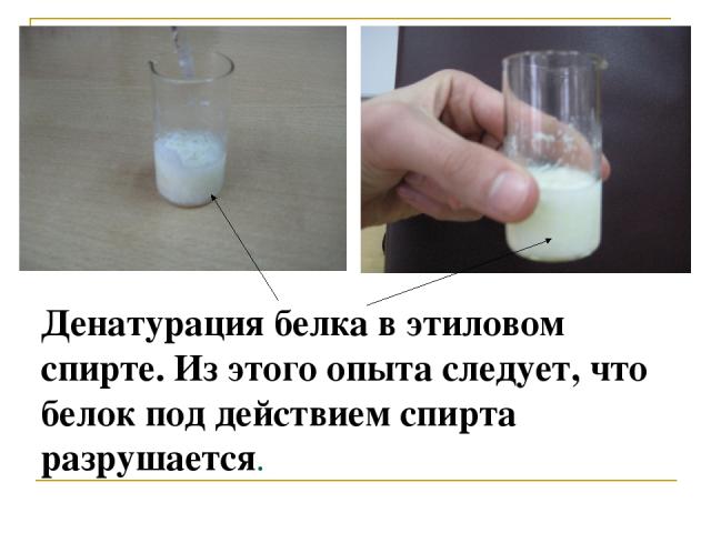 Денатурация белка в этиловом спирте. Из этого опыта следует, что белок под действием спирта разрушается.
