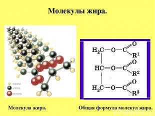 Молекулы жира. Молекула жира. Общая формула молекул жира.
