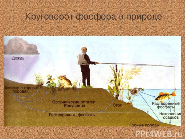 Круговорот фосфора в природе