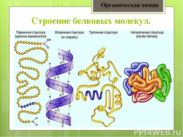 Строение белковых молекул. Органическая химия