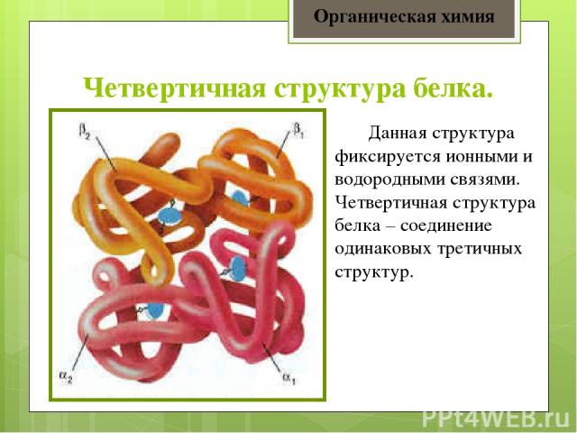 Четвертичная структура белка. Органическая химия Данная структура фиксируется ионными и водородными связями. Четвертичная структура белка – соединение одинаковых третичных структур.