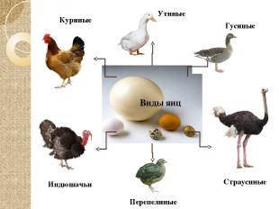 Куриные Утиные Гусиные Индюшачьи Страусиные Виды яиц Перепелиные