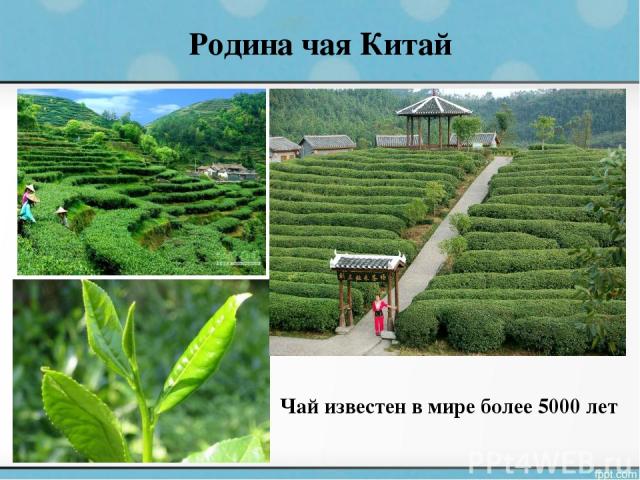 Родина чая Китай Чай известен в мире более 5000 лет