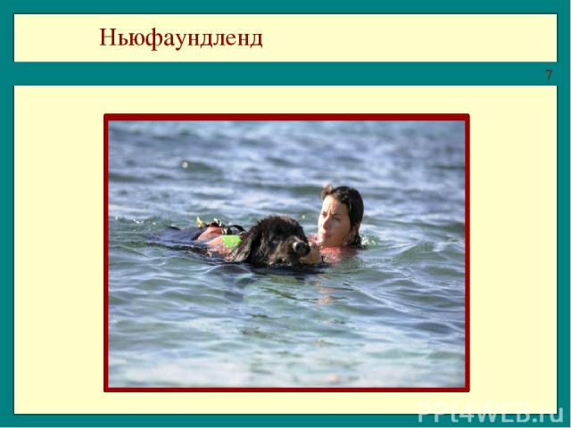 Ньюфаундленд Большая и сильная собака ньюфаундленд. Ньюфаундленда ещё называют водолазом, потому что он и плавает хорошо, и ныряет. Их даже специально учат спасать людей.