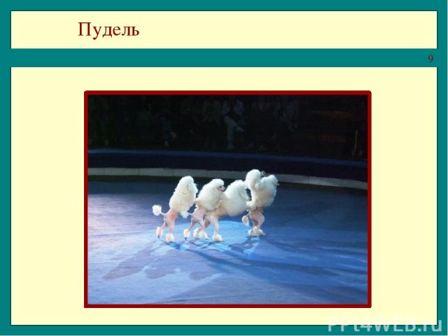 Пудель Пудель – собачка декоративная. Сама по себе собака весёлая, сообразительная. Часто можно встретить её в цирке: она и кувыркается, и через обруч прыгает, и танцует.