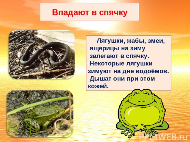 Впадают в спячку Лягушки, жабы, змеи, ящерицы на зиму залегают в спячку. Некоторые лягушки зимуют на дне водоёмов. Дышат они при этом кожей.