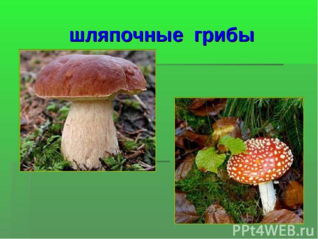 шляпочные грибы