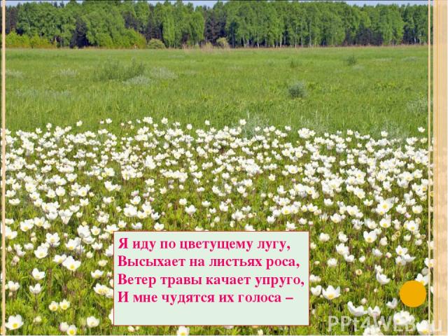 Я иду по цветущему лугу, Высыхает на листьях роса, Ветер травы качает упруго, И мне чудятся их голоса –