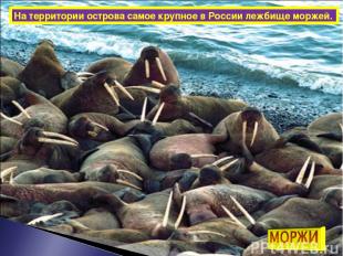 На территории острова самое крупное в России лежбище моржей.