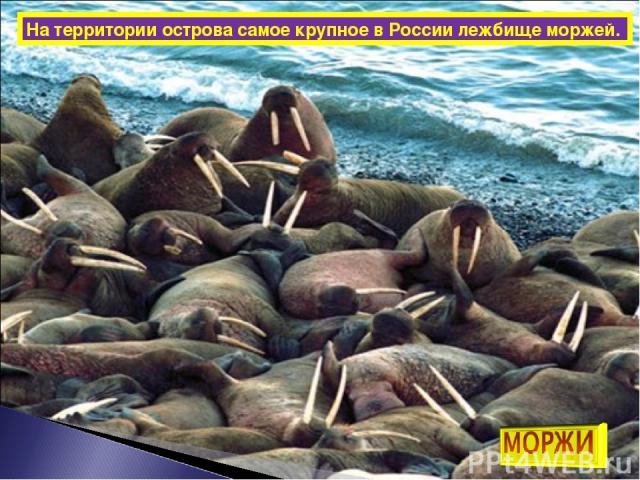 На территории острова самое крупное в России лежбище моржей.