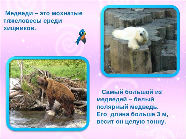 Медведи – это мохнатые тяжеловесы среди хищников. Самый большой из медведей – белый полярный медведь. Его длина больше 3 м, весит он целую тонну.