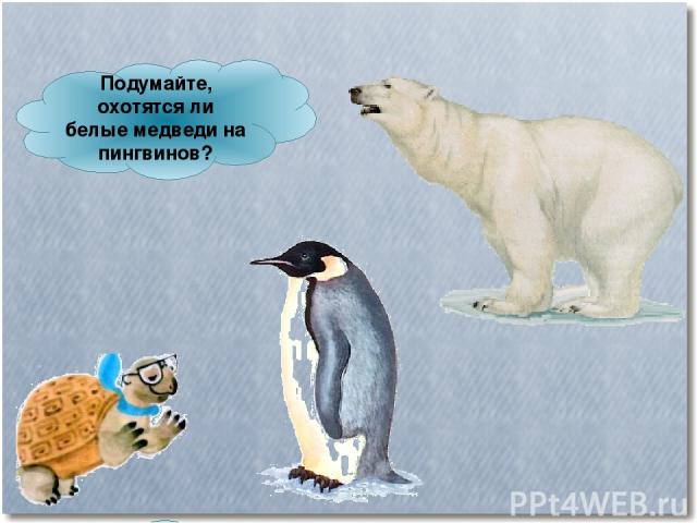 Подумайте, охотятся ли белые медведи на пингвинов?