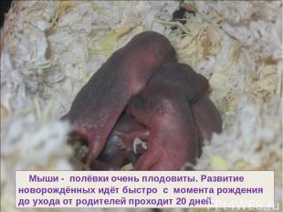 Мыши - полёвки очень плодовиты. Развитие новорождённых идёт быстро с момента рож
