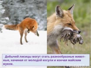 Добычей лисицы могут стать разнообразные живот-ные, начиная от молодой косули и