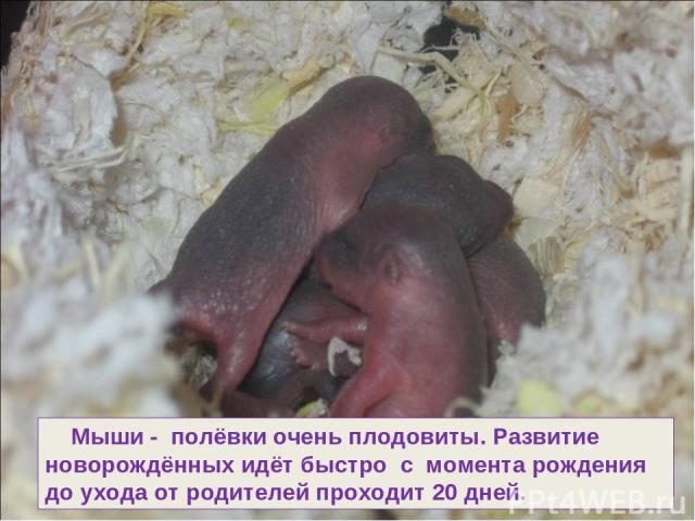 Мыши - полёвки очень плодовиты. Развитие новорождённых идёт быстро с момента рождения до ухода от родителей проходит 20 дней.
