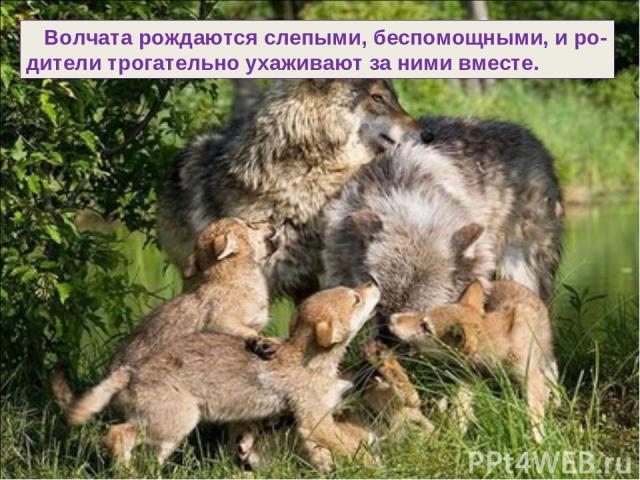 Волчата рождаются слепыми, беспомощными, и ро- дители трогательно ухаживают за ними вместе.