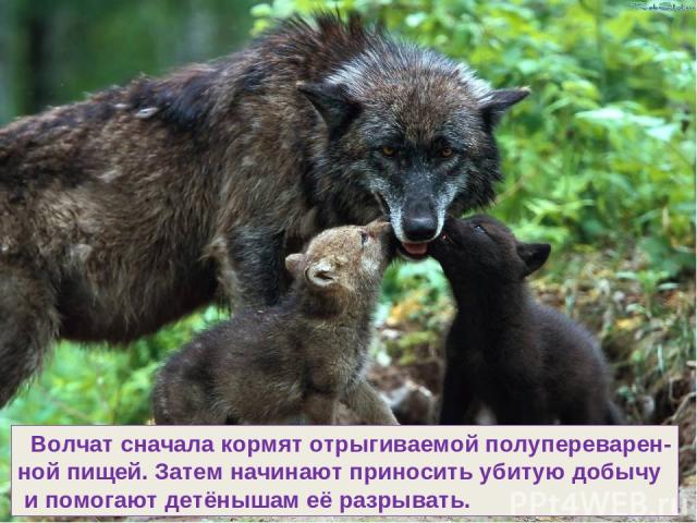 Волчат сначала кормят отрыгиваемой полупереварен- ной пищей. Затем начинают приносить убитую добычу и помогают детёнышам её разрывать.