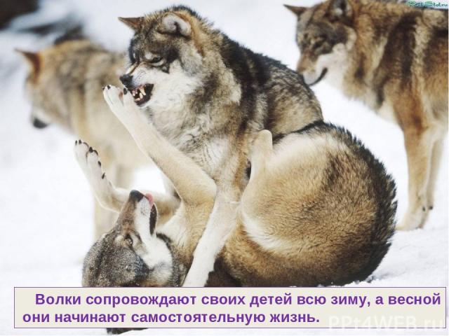 Волки сопровождают своих детей всю зиму, а весной они начинают самостоятельную жизнь.