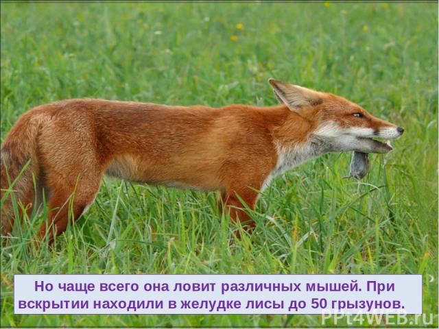 Но чаще всего она ловит различных мышей. При вскрытии находили в желудке лисы до 50 грызунов.