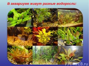 В аквариуме живут разные водоросли: