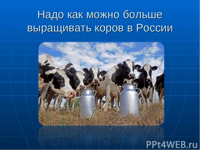 Надо как можно больше выращивать коров в России