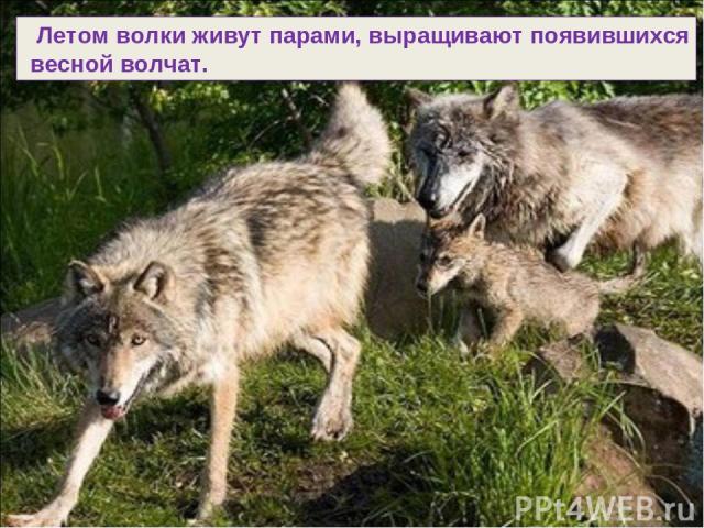 Летом волки живут парами, выращивают появившихся весной волчат.