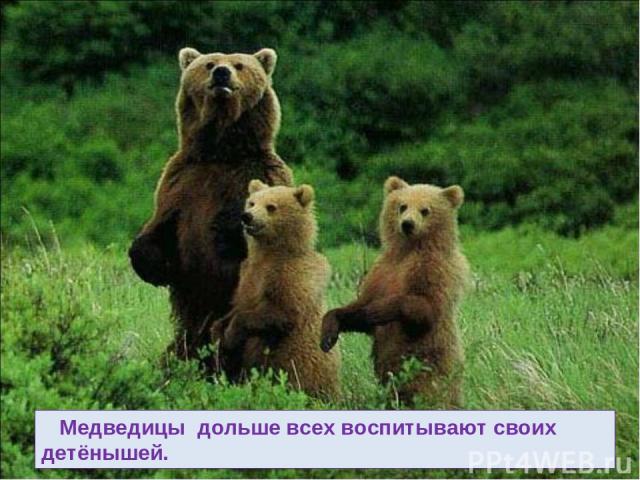 Медведицы дольше всех воспитывают своих детёнышей.