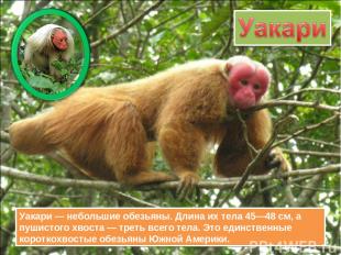 Уакари — небольшие обезьяны. Длина их тела 45—48 см, а пушистого хвоста — треть