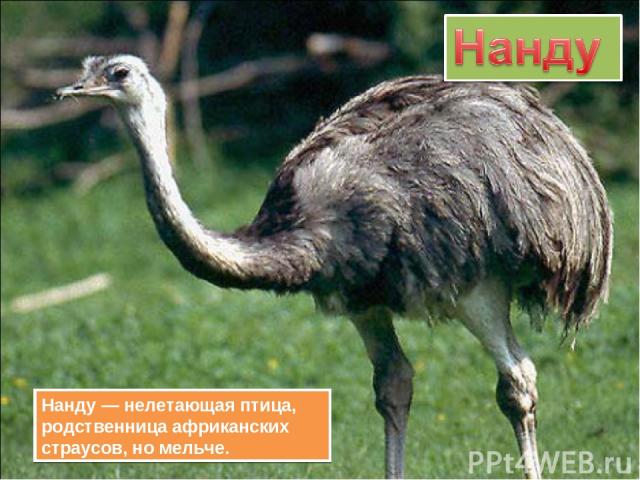 Нанду — нелетающая птица, родственница африканских страусов, но мельче.