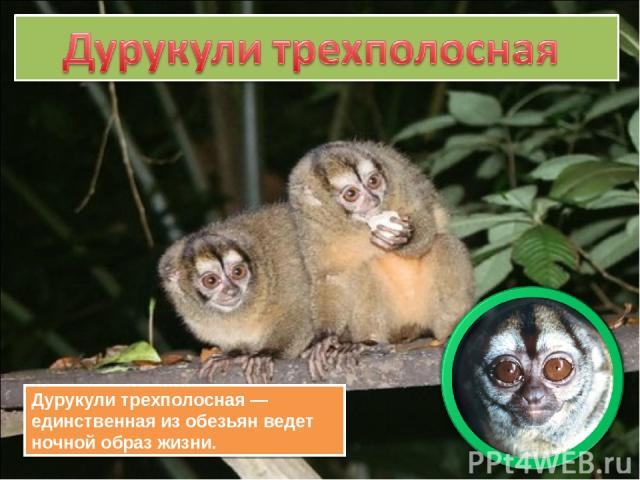 Дурукули трехполосная — единственная из обезьян ведет ночной образ жизни.