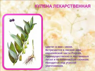 Цветет в мае—июне. Встречается в лесной зоне европейской части России, преимущес