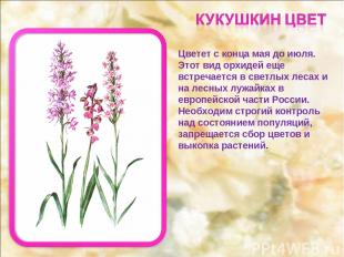 Цветет с конца мая до июля. Этот вид орхидей еще встречается в светлых лесах и н