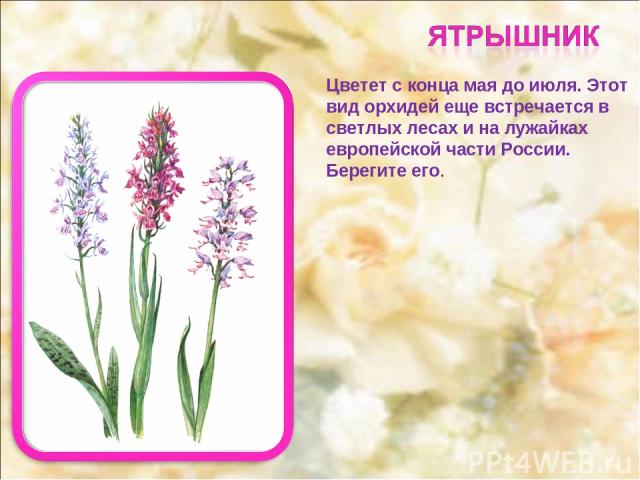 Цветет с конца мая до июля. Этот вид орхидей еще встречается в светлых лесах и на лужайках европейской части России. Берегите его.