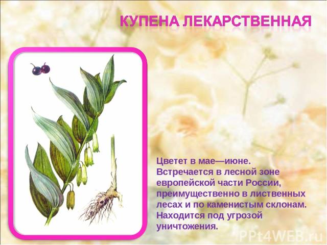 Цветет в мае—июне. Встречается в лесной зоне европейской части России, преимущественно в лиственных лесах и по каменистым склонам. Находится под угрозой уничтожения.