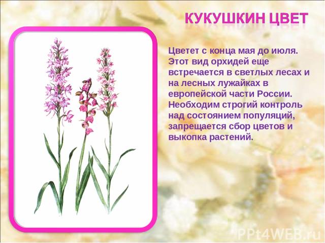 Цветет с конца мая до июля. Этот вид орхидей еще встречается в светлых лесах и на лесных лужайках в европейской части России. Необходим строгий контроль над состоянием популяций, запрещается сбор цветов и выкопка растений.