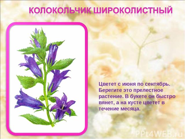 Цветет с июня по сентябрь. Берегите это прелестное растение. В букете он быстро вянет, а на кусте цветет в течение месяца.