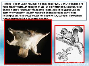 Летяга - небольшой грызун, по размерам чуть мельче белки, его тело может быть дл
