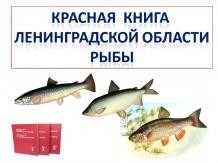 Красная книга Ленинградской области. Рыбы
