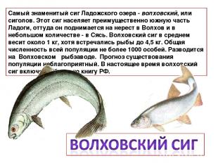 Самый знаменитый сиг Ладожского озера - волховский, или сиголов. Этот сиг населя