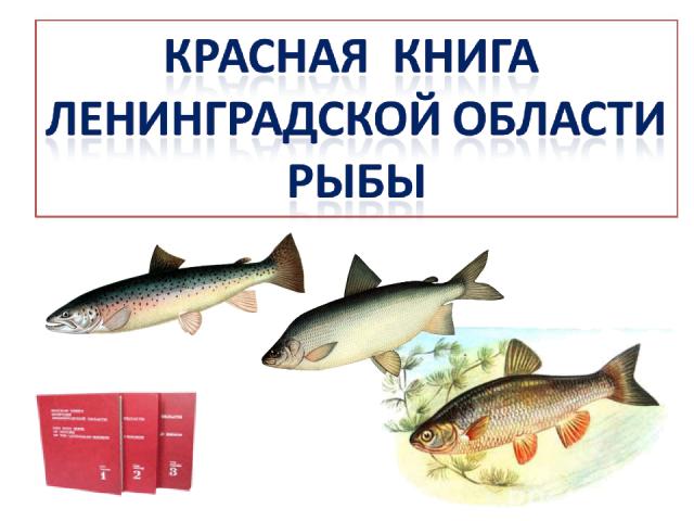 Рыба Занесенная В Красную Книгу Фото