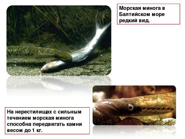 На нерестилищах с сильным течением морская минога способна передвигать камни весом до 1 кг. Морская минога в Балтийском море редкий вид. 