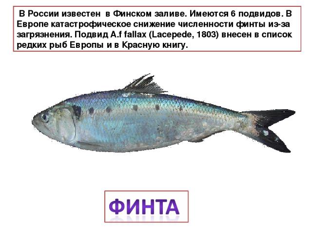  В России известен в Финском заливе. Имеются 6 подвидов. В Европе катастрофическое снижение численности финты из-за загрязнения. Подвид A.f fallax (Lacepede, 1803) внесен в список редких рыб Европы и в Красную книгу. 