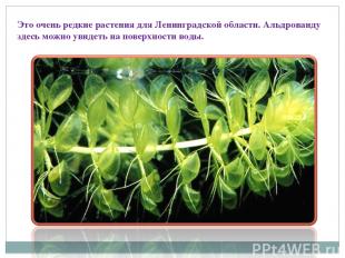 Это очень редкие растения для Ленинградской области. Альдрованду здесь можно уви