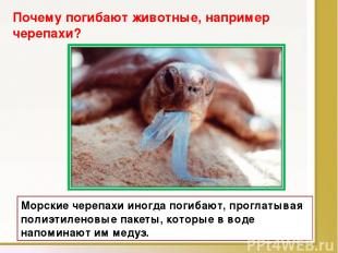 Морские черепахи иногда погибают, проглатывая полиэтиленовые пакеты, которые в в