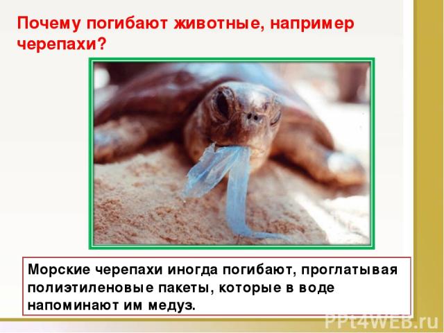 Морские черепахи иногда погибают, проглатывая полиэтиленовые пакеты, которые в воде напоминают им медуз. Почему погибают животные, например черепахи?