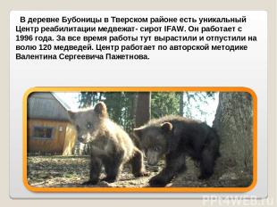 В деревне Бубоницы в Тверском районе есть уникальный Центр реабилитации медвежат