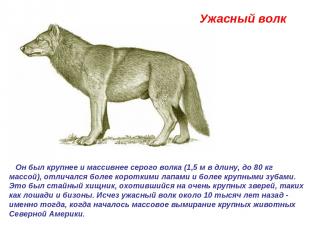 Ужасный волк  Он был крупнее и массивнее серого волка (1,5 м в длину, до 80 кг м