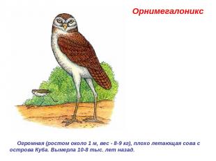 Орнимегалоникс  Огромная (ростом около 1 м, вес - 8-9 кг), плохо летающая сова с